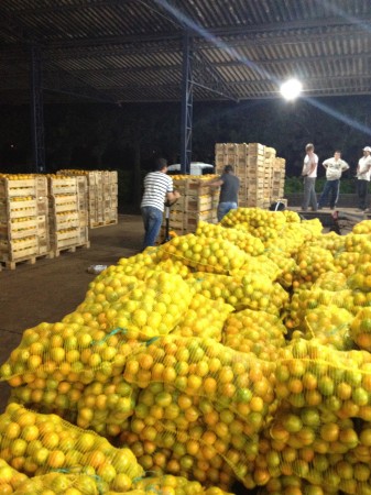 LARANJAS, TANGERINAS, LIMÃO E MANGA